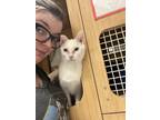 Adopt Cloud (Napa Petco) a White Domestic Shorthair / Mixed (short coat) cat in