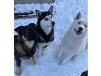 Adopt Sky a Tan/Yellow/Fawn - with White Husky / Mixed dog in Yakima