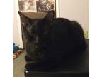 Adopt Espresso a Black (Mostly) Domestic Shorthair cat in Springfield