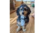 Adopt SAMMY a Tricolor (Tan/Brown & Black & White) Bernedoodle / Mixed dog in
