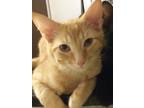 Adopt Cheddar a Gray, Blue or Silver Tabby Domestic Shorthair cat in