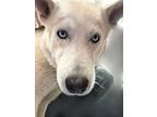 Adopt Beau a White Husky dog in lovelock, NV (41467189)