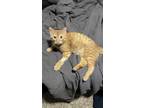 Adopt Felix a Orange or Red American Shorthair / Mixed (short coat) cat in