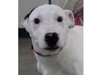 Adopt Chico a White - with Black Bull Terrier / Mixed dog in Carrollton