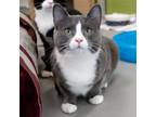 Adopt Blaze - Bonded With Nelson And Terra a Domestic Shorthair / Mixed cat in