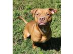 Adopt Blaze a Labrador Retriever / Mixed dog in Norman, OK (41366509)
