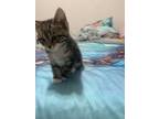Adopt Daisy a Spotted Tabby/Leopard Spotted Domestic Shorthair / Mixed (short