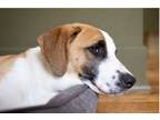 Adopt Twyla a Tan/Yellow/Fawn - with White Beagle / Mixed dog in Birmingham