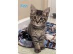 Adopt Finn a Brown or Chocolate Domestic Shorthair / Mixed (short coat) cat in