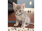 Adopt Mace a Gray or Blue Domestic Shorthair / Mixed (short coat) cat in Oviedo