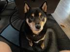 Adopt Kitsune “Kit” a Black - with Tan, Yellow or Fawn Shiba Inu / Mixed dog