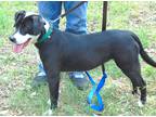 Adopt FANTA a Black - with White Border Collie / Staffordshire Bull Terrier /