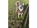 Adopt Luna a Black - with White Husky / Mixed dog in Yakima, WA (41277392)