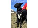 Adopt Toby a Black - with White Border Collie / Labrador Retriever / Mixed dog