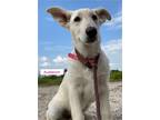 Adopt Auberon (in foster) a White German Shepherd Dog / Mixed dog in Pottstown