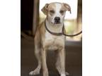 Adopt LA (in foster) a Tan/Yellow/Fawn - with White Boxer / Hound (Unknown Type)