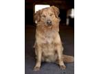 Adopt Wrangler a Red/Golden/Orange/Chestnut Golden Retriever / Mixed dog in