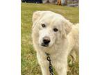 Adopt Marius (In foster) a White Great Pyrenees / Anatolian Shepherd / Mixed dog