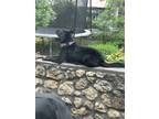 Adopt Sam a Black German Shepherd Dog / Labrador Retriever / Mixed dog in Fort