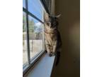 Adopt Tawny (Bonded - Sookie) a Gray, Blue or Silver Tabby Domestic Shorthair /