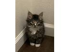 Adopt Payton a Tan or Fawn (Mostly) Norwegian Forest Cat / Mixed (medium coat)