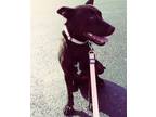 Adopt Violet a Black Australian Cattle Dog / Labrador Retriever / Mixed dog in