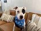 Adopt Petey Pup a White Pit Bull Terrier dog in Twin Falls, ID (41463774)