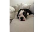Adopt Nilly Olsen Everyone’s Best Friend a White American Pit Bull Terrier dog