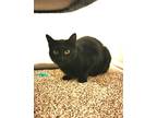 Adopt Sunday a Domestic Shorthair / Mixed (short coat) cat in Brigham City -