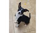 Adopt Gamma a Collie / Mixed dog in Viroqua, WI (41381161)