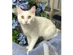 Adopt 2/27/24 - Momma Galadriel a Domestic Shorthair / Mixed (short coat) cat in