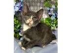 Adopt 2/29/24 - Lily a Domestic Shorthair / Mixed (short coat) cat in