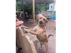 Adopt Sylvester a Labrador Retriever / Mixed dog in Fond du Lac, WI (41313263)