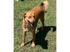 Adopt Sylvester a Labrador Retriever / Mixed dog in Fond du Lac, WI (41313263)