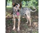 Adopt Duke a Tricolor (Tan/Brown & Black & White) Australian Cattle Dog / Mixed