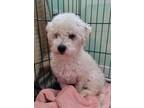 Adopt Toby a White Bichon Frise / Mixed dog in Skippack, PA (41467164)