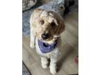 Adopt Miley a Tan/Yellow/Fawn Goldendoodle / Mixed dog in Skippack