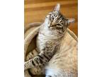 Adopt Apple a Gray, Blue or Silver Tabby Siamese / Mixed (short coat) cat in