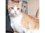 Adopt Angel a Domestic Short Hair