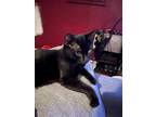 Adopt Agent Nick Fury a All Black Domestic Shorthair / Mixed (short coat) cat in