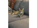 Adopt Agent Phil Coulson a Brown Tabby Domestic Shorthair / Mixed (short coat)