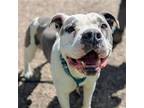 Adopt Basil a American Pit Bull Terrier / Mixed dog in Oakland, CA (41454874)