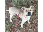 Adopt Pistol a Tan/Yellow/Fawn Pit Bull Terrier / Husky / Mixed dog in