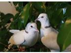 Adopt Bubbles & Chipper a White Dove bird in Mankato, MN (39701311)