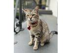 Adopt Bella a Spotted Tabby/Leopard Spotted American Shorthair / Mixed (short