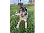 Adopt Barney (Foster or Adopt) a Gray/Blue/Silver/Salt & Pepper Great Pyrenees /