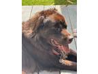 Adopt Lily a Newfoundland Dog