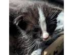 Adopt Penelope - EL Colony a American Shorthair