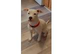 Adopt Aasima a White American Staffordshire Terrier / Bull Terrier / Mixed dog