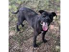 Adopt Harley a Black Pit Bull Terrier / American Pit Bull Terrier / Mixed dog in